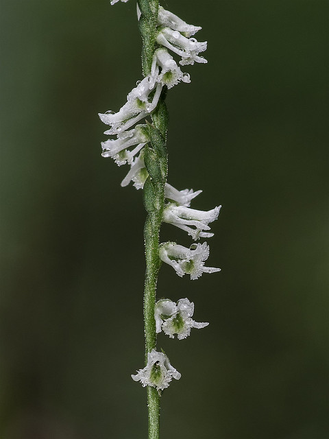 Southern Slender Ladies'-tresses orchid
