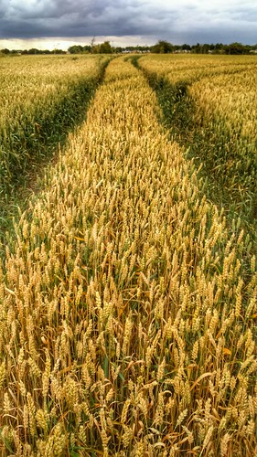 summer gold corn fields skegness lincolnshirewolds