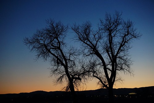 cottonwood cottonwoods tree trees silhouette evening dusk sky clearsky winter branches limbs leafless sundown sunset noclouds ridgeline horizon two pair twotrees apairoftrees louisville co colorado louisvilleco louisvillecolorado atardecer cielo himmel