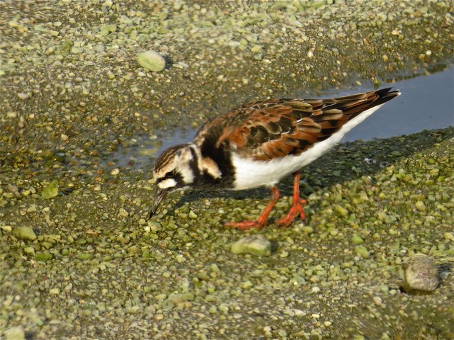 Ruddy Turnstone at the El Paso Sewage Treatment Center in Woodford County, IL 02