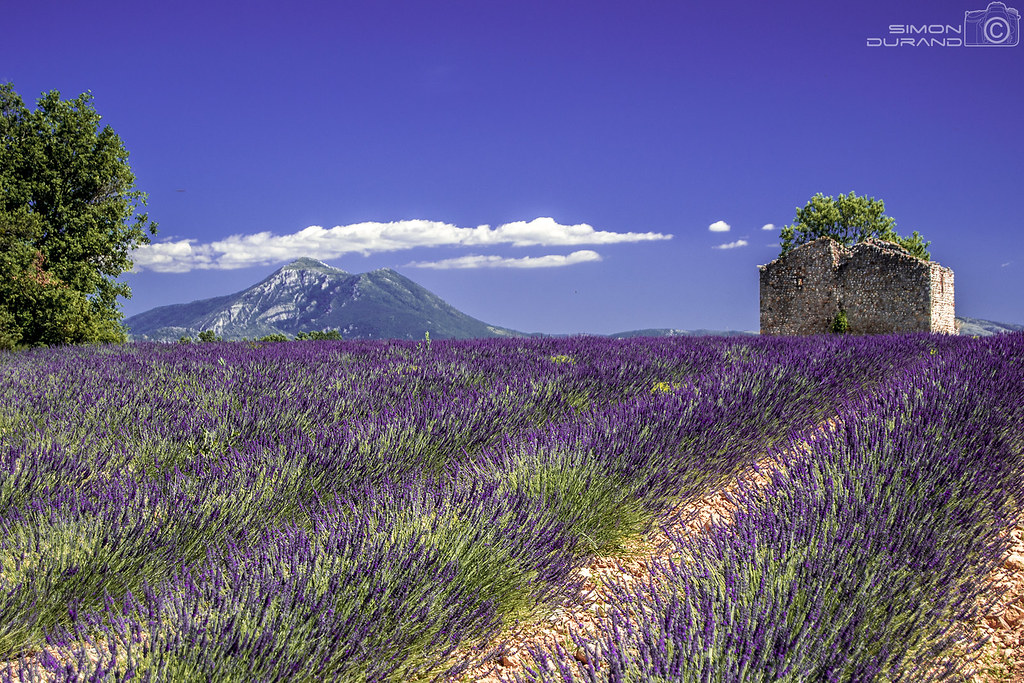Smell The Spring of Magic And Violet Provence in France