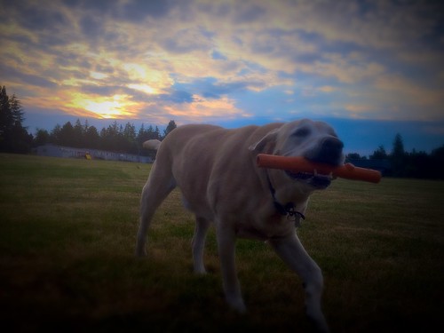 morning sky usa dog sun field clouds sunrise geotagged photography photo yellowlab play jake image explore photograph pacificnorthwest labradorretriever fetch fineartphotography publicspaces flickrexplore explored iphoneography