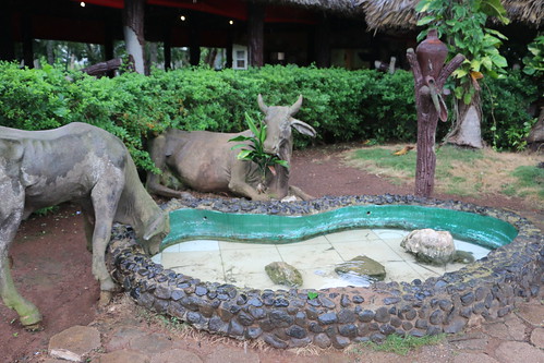 fountain pond cows cuba cement reststop missiontrip vim cuba2014