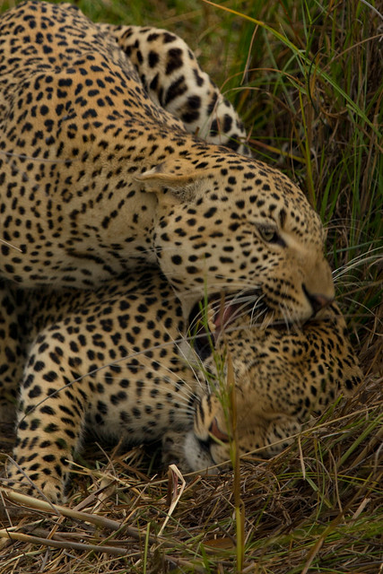 Mating leopards