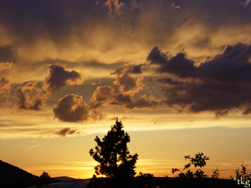 sunset pine landscape ©tylerknottgregson
