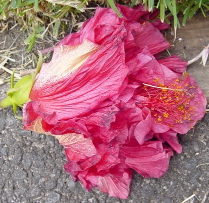Flower by the roadside