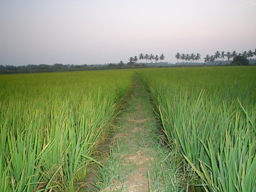 green 2004 field way paddy path kerala agriculture linked harisankar hsspublic