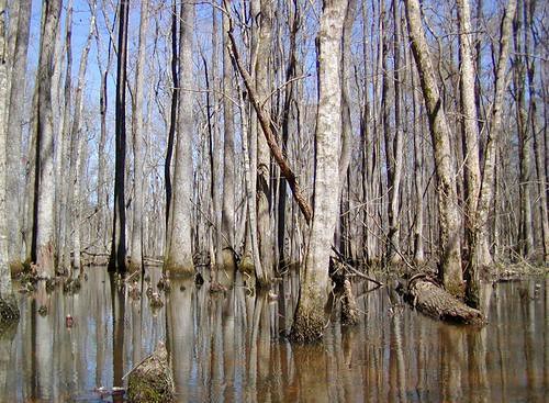 mississippi swamp cypress mrt frenchcamp natcheztrace