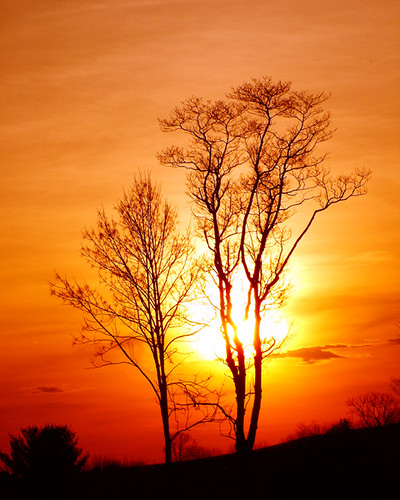 trees sunset red sky orange sun tree nature silhouette 1025fav spring topv333 100v10f april