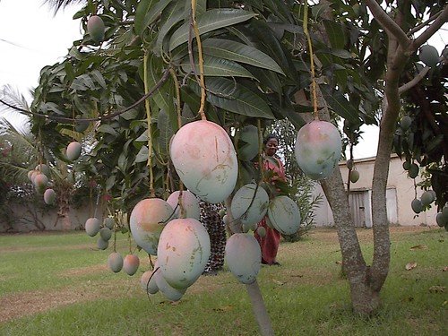 Mangoes in Auntie Akwele Garden