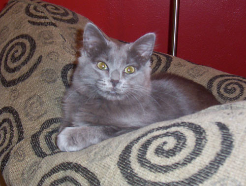 Kill Shelter Kitten? hmmm....Cat! | Flickr - Photo Sharing!