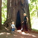 rachel and nick exploring the hollowed out trunk of a redwood tree   dscf8661