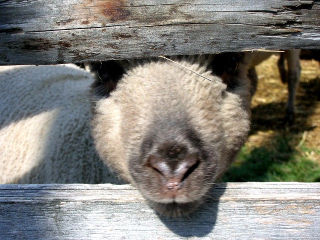 Close-Up Lamb