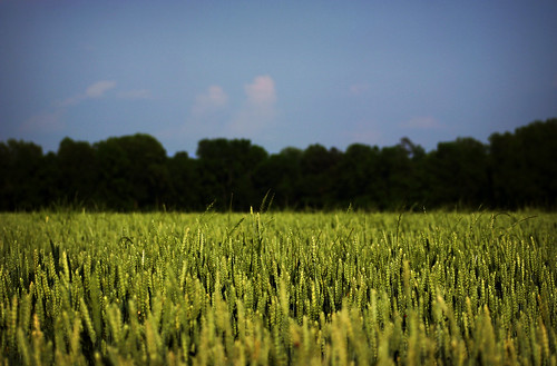 green bokeh canonzoomtelephotoef75300mmf4056iii springwheat