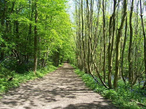Path through Trosley Country Park