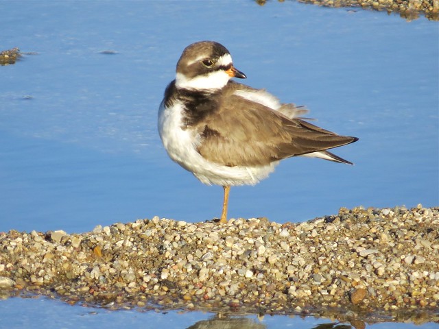 Semipalmated Plover at the El Paso Sewage Treatment Center in Woodford County, IL 14