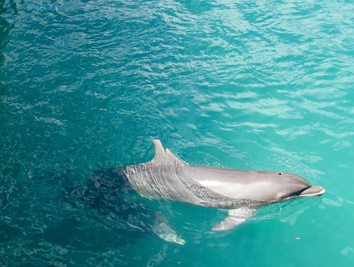 Delfines Xcaret, México