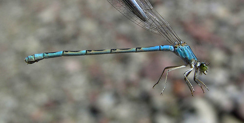 insect damselfly odonata bluet zygoptera coenagrionidae enallagmaclausum alkalibluet