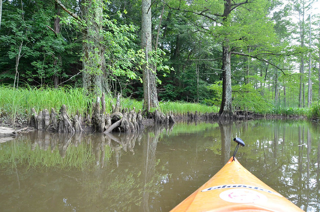 Paddling is a wonderful way to sit low in the water and not disturb the wildlife (College Run Creek at Chippokes State Park, Virginia)