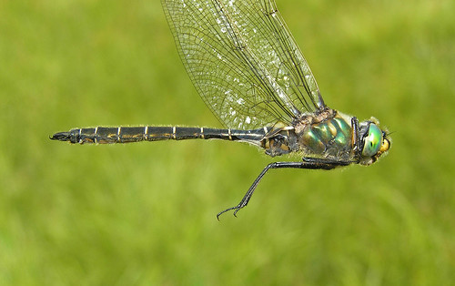 insect dragonfly emerald odonata anisoptera corduliidae hudsonianemerald somatochlorahudsonica