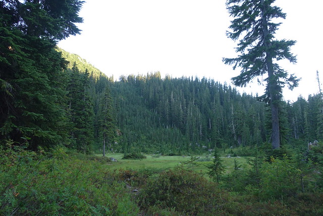 Pretty meadow north of Stevens Pass
