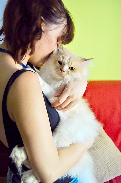 Persi, gato crudo y vainilla de pelo largo y ojos cobre APTO PARA PERROS, nacido en Julio´13, necesita hogar. Valencia. ADOPTADO. 19667093070_f479ff68c2_z