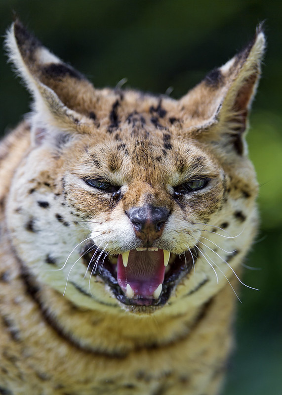 Unhappy serval again!