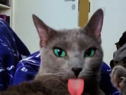 Cat Tongue Screenshot.