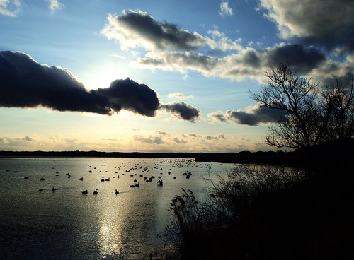 swans lake miyagi japan kurihara tome izunuma swanp twiligh olympus xz10 colour bird wetland