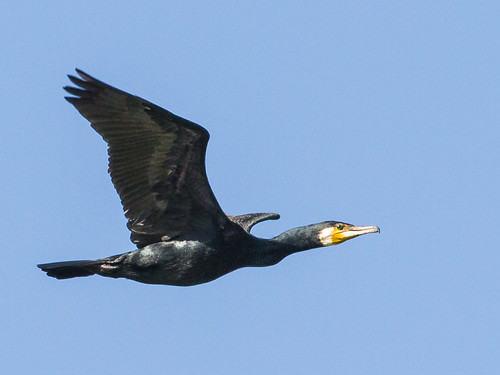 birds cormorant vögel kormoran flyingbird achimermarsch vogelfliegend