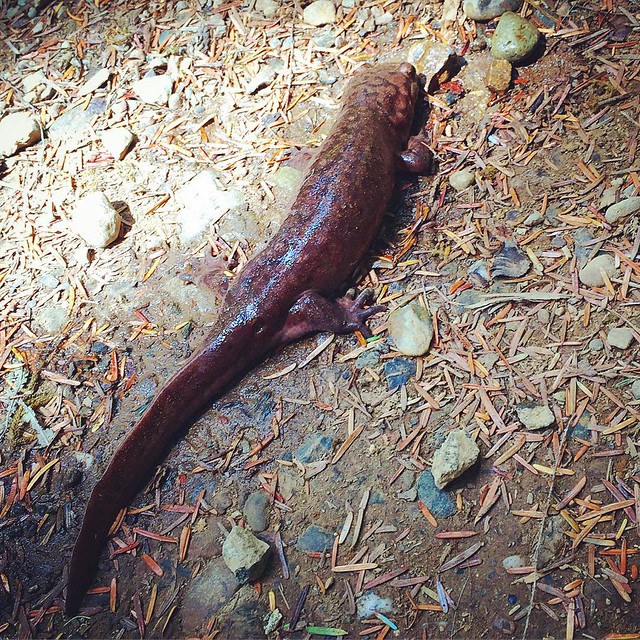 Salamander relaxing in the middle of the trail.