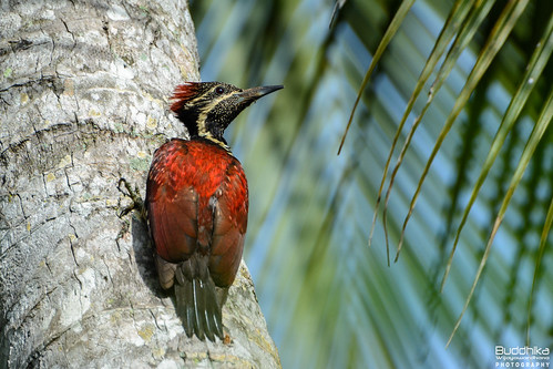 bird birds srilanka කුරුල්ලා කෑරලා ගිනිපිටපිළිකෑරලා බුද්ධික