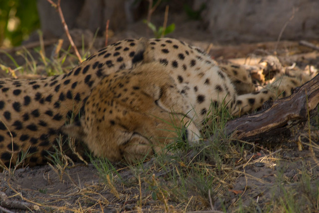 Lounging cheetah