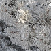 Ice Crystals on Pine Tree