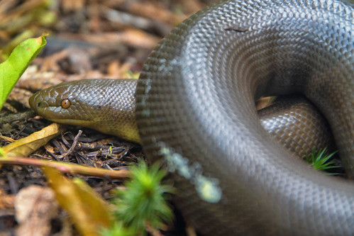 snake britishcolumbia rubber boa skagitriver charina skagitvalleyprovincialpark hikingbritishcolumbia