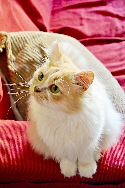 Persi, gato crudo y vainilla de pelo largo y ojos cobre APTO PARA PERROS, nacido en Julio´13, necesita hogar. Valencia. ADOPTADO. 19667093090_7a29c59db8_z