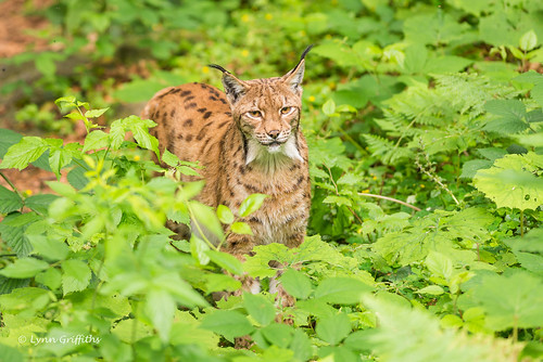 nature fauna germany mammal bayern wildlife mammals lynx wildcats siberianlynx neuschönau europeanlynx eurasianlynx northernlynx landmammals commonlynx russianlynx