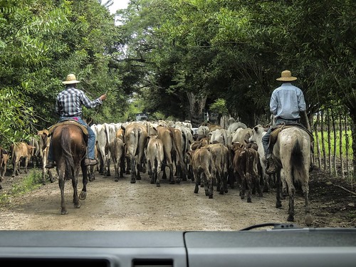 cowboys cattle road panama