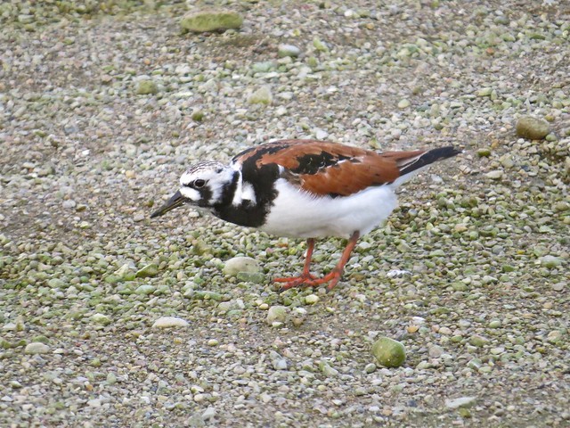 Ruddy Turnstone at the El Paso Sewage Treatment Center in Woodford County, IL 22
