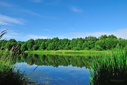 landscape waterscape smallaperture serene tranquil sanctuary blue sky nature green grass water lake reflection clouds trees scenic surreylake surreybc lowermainland bc britishcolumbia canada