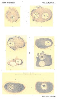Plate II, Journal of Physiology 20 (4-5) (1896). Figs. 1-3 from F.C. Eve, 'Sympathetic Nerve Cells and their Basophil Constituent in prolonged Activity and Repose'.
