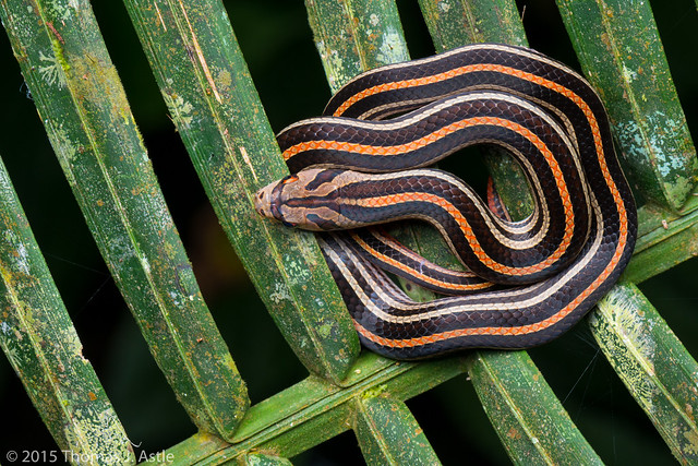 Striped kukri snake (Oligodon octolineatus)