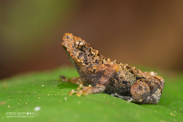 Bornean tree hole frog (Metaphrynella sundana) - DSC_4591
