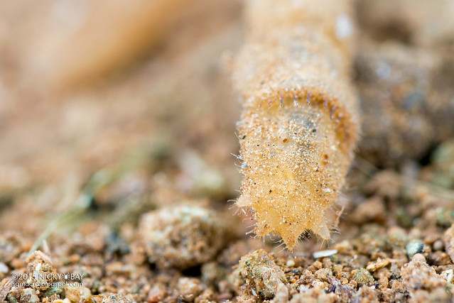 Wormlion larva (Vermileonidae) - DSC_5467