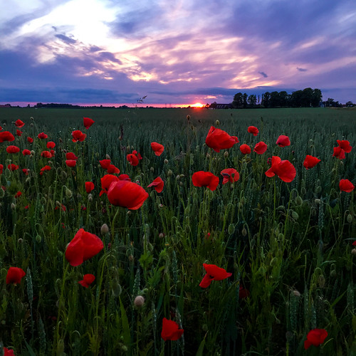 sunset red sky field photography se skåne sweden poppy f22 uncropped iphone 2015 vellinge skånelän iphonephoto iphone6 iphone6backcamera415mmf22 ¹⁄₁₂₀sek vellinges 7621062015214523