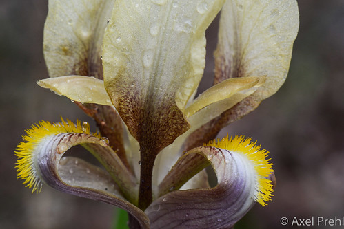 naturguckerde irisreichenbachii caxelprehlgriechenlandpflanzen southernevroshillsanddadiaforest ngid1993532275