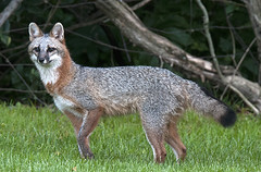 Gray Fox