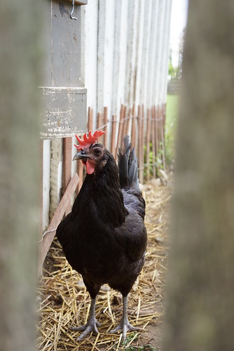 chicken  at slate run farm