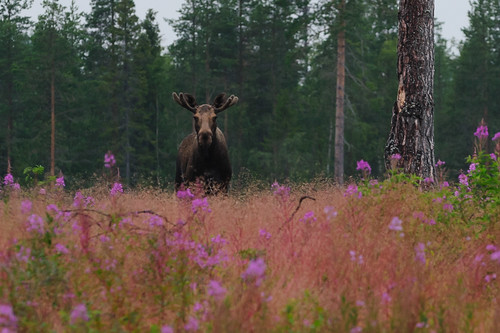 nikon sweden meadow moose sverige elk skellefteå västerbotten