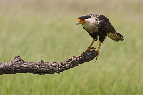 raptor falcon birdofprey halcón crestedcaracara quebrantahuesos caracaracheriway avedepresa averapaz caracaracomún caranchonorteño